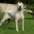 Tout savoir sur le Dogue Argentin Un compagnon puissant et fidèle