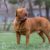 Tout savoir sur le Dogue de Bordeaux Un géant au grand cœur