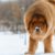 Tout savoir sur le Dogue du Tibet Le gardien légendaire de l’Himalaya