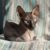 Tout savoir sur le Don Sphynx le chat nu venu de Russie