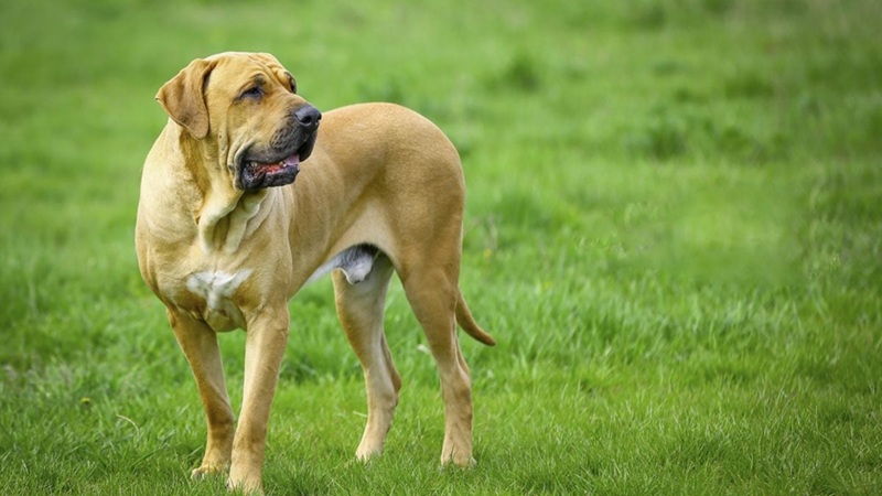 Tout savoir sur le Fila Brasileiro un gardien loyal au cœur de molosse