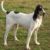 Tout savoir sur le Gascon Saintongeois un chien noble, endurant et passionné de chasse