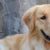 Tout savoir sur le Golden Retriever Un compagnon en or