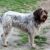 Tout savoir sur le Griffon Un chien rustique, loyal et plein de caractère
