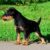 Tout savoir sur le Jagd Terrier Japonais un chasseur compact et fidèle