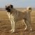 Tout savoir sur le Kangal un géant protecteur au cœur fidèle