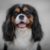 Tout savoir sur le King Charles Spaniel un petit chien à l’allure princière