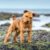 Tout savoir sur le Lakeland Terrier un petit chien au grand caractère