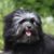 Tout savoir sur le Petit Chien Lion Un petit chien au cœur de lion