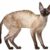 Tout savoir sur le Rex Cornish le chat au poil ondulé et au cœur tendre