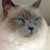 Tout savoir sur le Sacré de Birmanie Le chat au regard de velours et au cœur d’or
