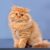 Tout savoir sur le chat British Longhair un félin élégant et câlin