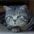 Tout savoir sur le chat British Silver une élégance féline au pelage lumineux