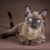 Tout savoir sur le chat Burmese le félin au regard d’or et au cœur tendre