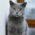 Tout savoir sur le chat Chartreux un trésor bleu-gris venu de France