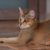 Tout savoir sur le chat Chausie l’élégance sauvage dans votre salon