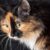 Tout savoir sur le chat Écaille de tortue un félin haut en couleur