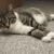Tout savoir sur le chat Européen le compagnon discret mais exceptionnel