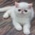Tout savoir sur le chat Exotic Shorthair le Persan en version courte