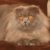 Tout savoir sur le chat Highland Fold le chat aux oreilles repliées et au cœur tendre