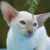 Tout savoir sur le chat Oriental un félin élégant, bavard et loyal
