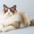 Tout savoir sur le chat Ragdoll le géant au cœur tendre