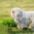 Tout savoir sur le chien Berger Hongrois (Puli) un nuage de poils plein d’énergie