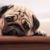 Comment aider un chien stressé