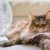 Comment protéger son chat pendant une canicule