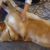 Les bienfaits du massage pour chiens une touche de bien-être à portée de main