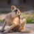Pourquoi mon chien se gratte tout le temps Causes, solutions et conseils