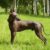 Tout savoir sur le Chien Nu du Mexique (Xoloitzcuintle) entre mystique et modernité