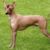 Tout savoir sur le Chien Nu du Pérou un trésor ancestral à la peau nue