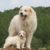 Tout savoir sur le Chien de Montagne des Pyrénées (Patou)