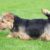 Tout savoir sur le Norwich Terrier un petit chien au grand caractère