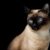 Tout savoir sur le chat Siamois élégance, intelligence et caractère bien trempé