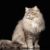 Tout savoir sur le chat Sibérien un géant doux venu du froid