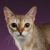 Tout savoir sur le chat Singapura le plus petit félin domestique au grand cœur