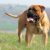 Tout savoir sur le chien Mastiff le géant doux au cœur tendre