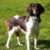 Tout savoir sur le chien Münsterländer un compagnon sportif et élégant