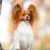 Tout savoir sur le chien Papillon un petit chien élégant au cœur géant