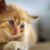 10 idées de prénoms originaux pour chats (et leur signification !)