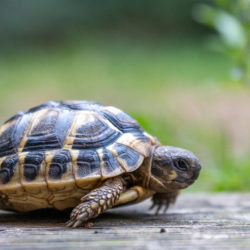 tortue_hh-100