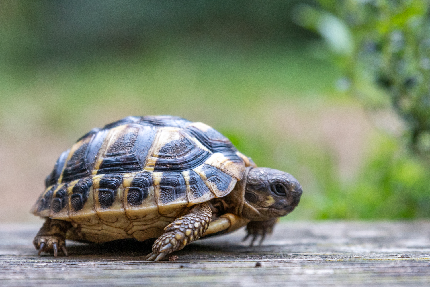 tortue_hh-100