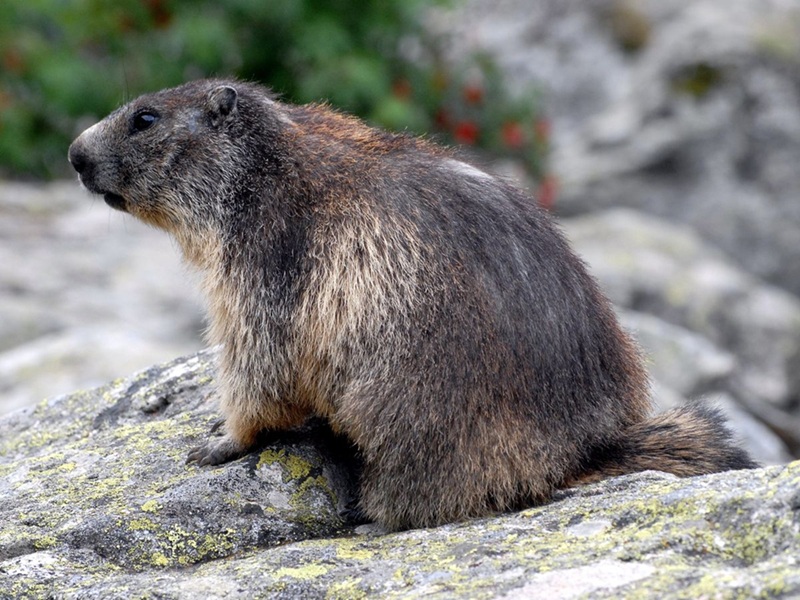 À l'approche de l'automne, la marmotte se prépare à hiberner un mode de vie adapté aux rigueurs de la montagne