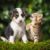 Comment faire cohabiter chien et chat Conseils pratiques pour une harmonie parfaite