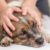 Comment les chiens nous aident à aller mieux les bienfaits thérapeutiques des compagnons à quatre pattes