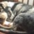 Cruauté à Vic-Fezensac un appel déchirant pour retrouver l’auteur d’un acte barbare contre un chien