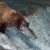 Grizzlis et saumons le grand rendez-vous sauvage de l’été nord-américain