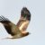 L’Aigle botté Un petit rapace au tempérament de géant